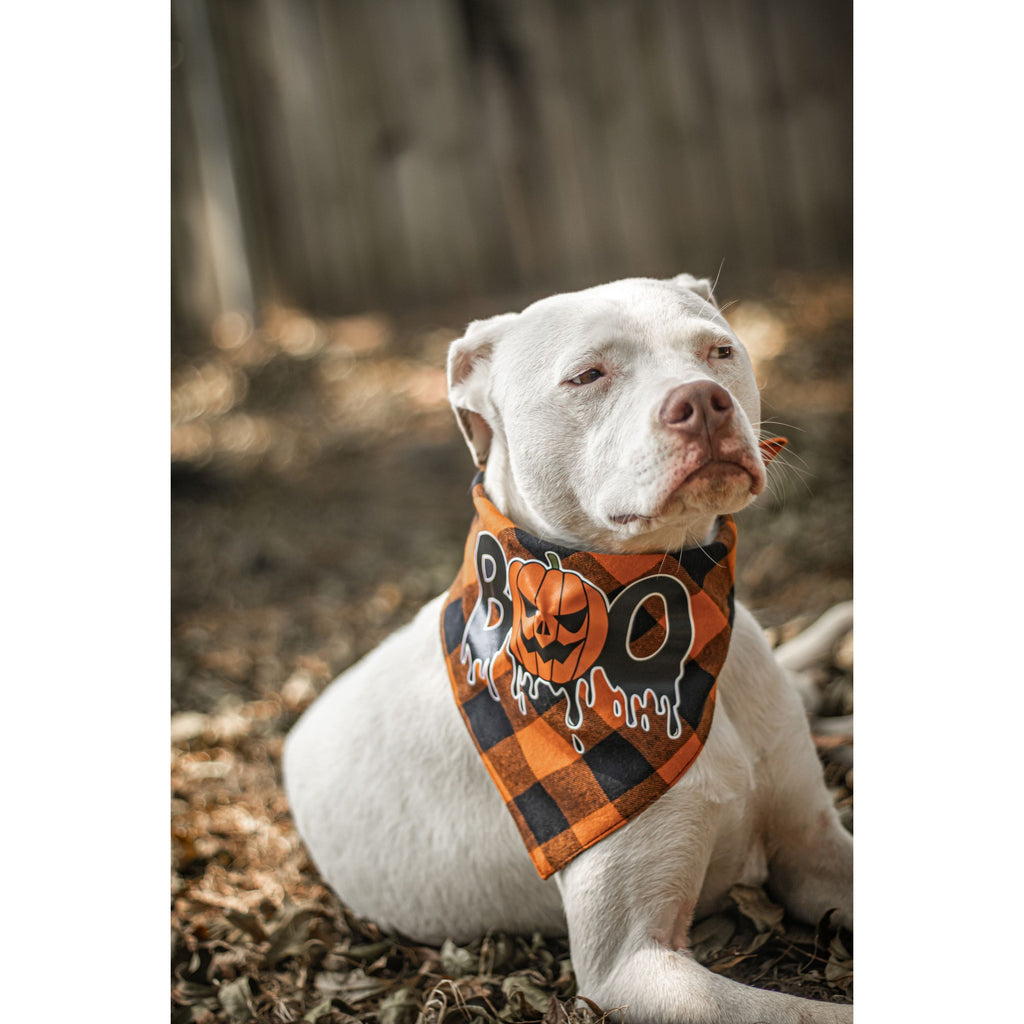 Julia Rose Halloween dog triangle collar scarf, Halloween dog bandana triangle style