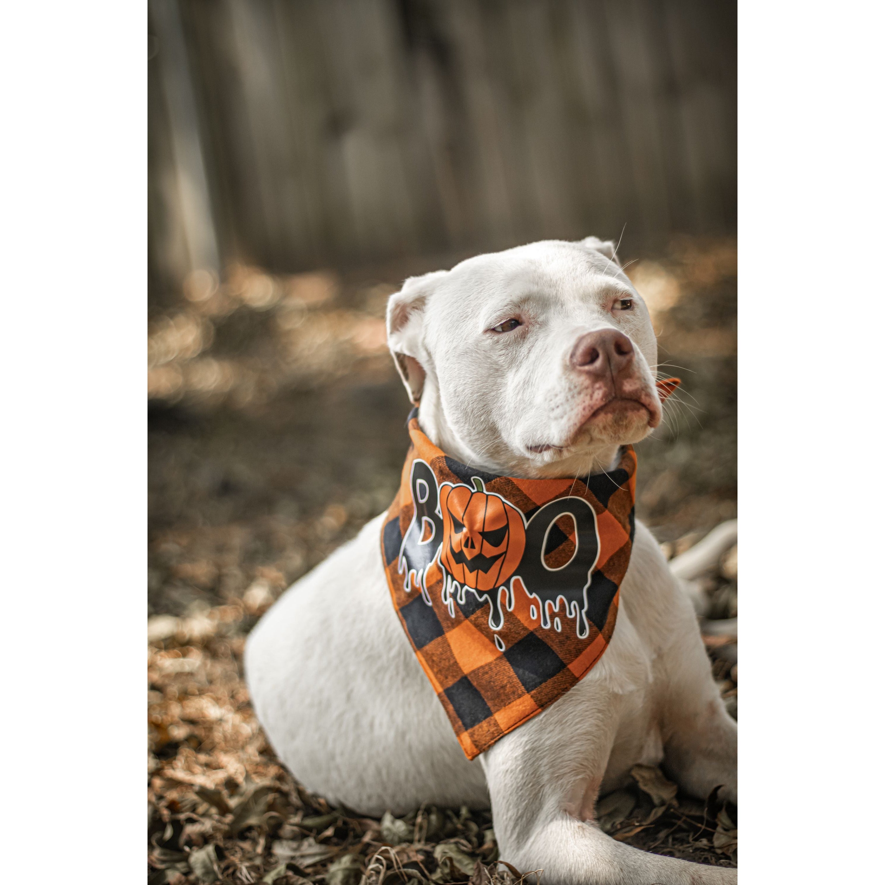 Julia Rose Halloween dog triangle collar scarf, Halloween dog bandana triangle style