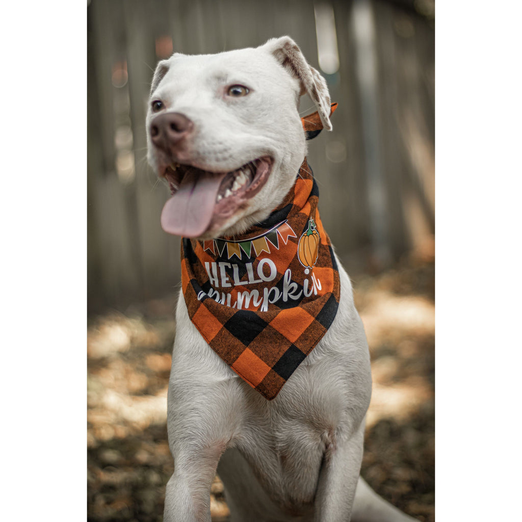 Julia Rose Halloween dog triangle collar scarf, Halloween dog bandana triangle style