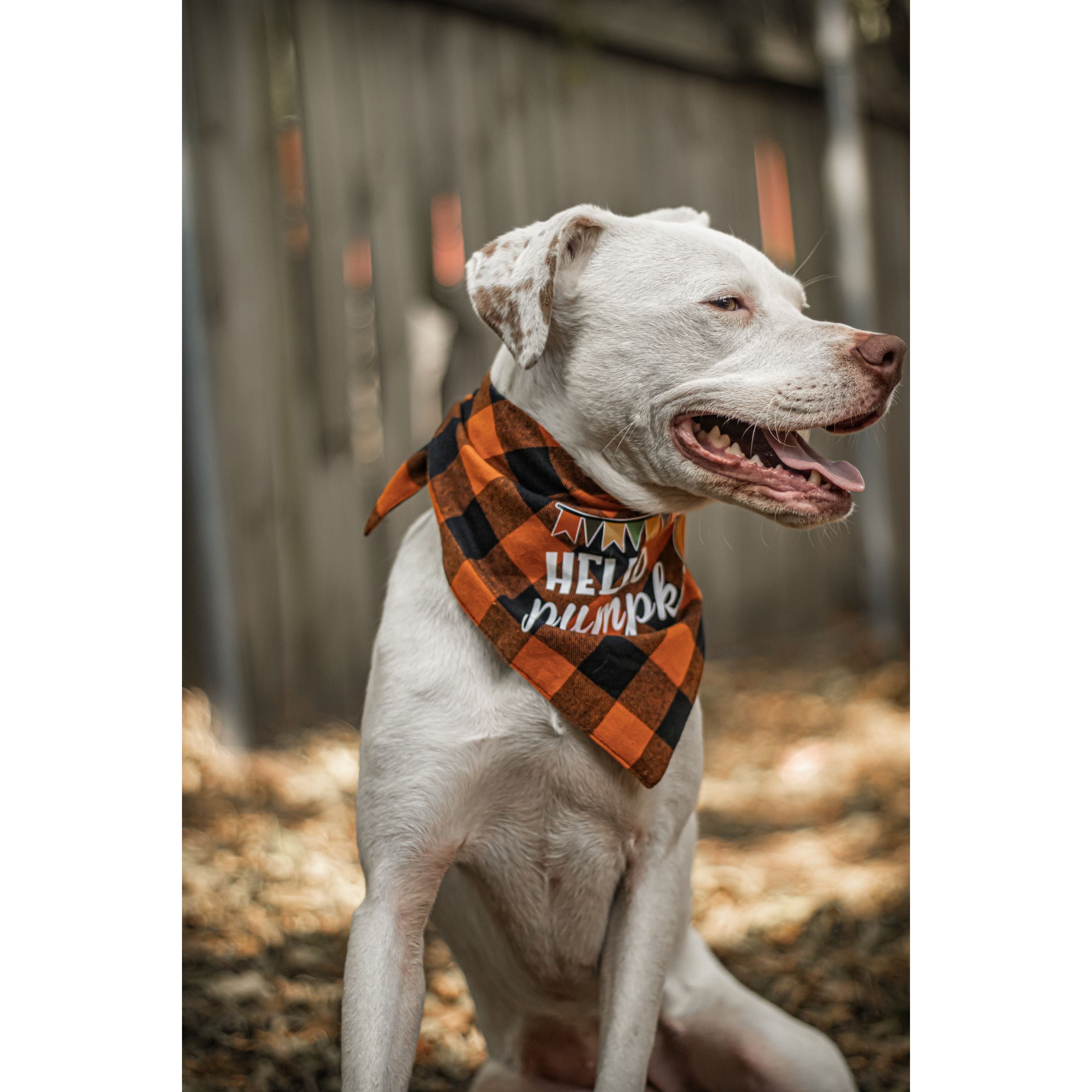 Julia Rose Halloween dog triangle collar scarf, Halloween dog bandana triangle style