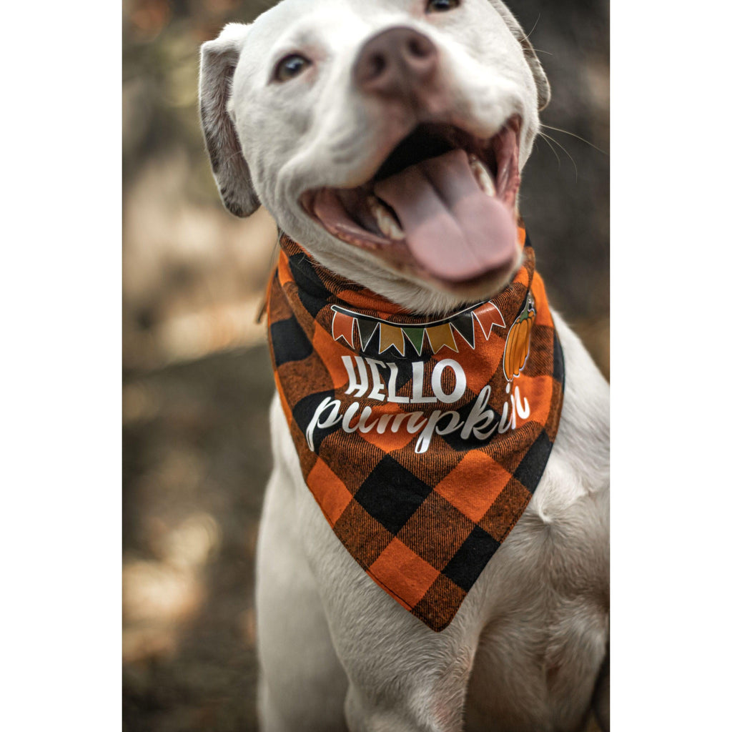 Julia Rose Halloween dog triangle collar scarf, Halloween dog bandana triangle style