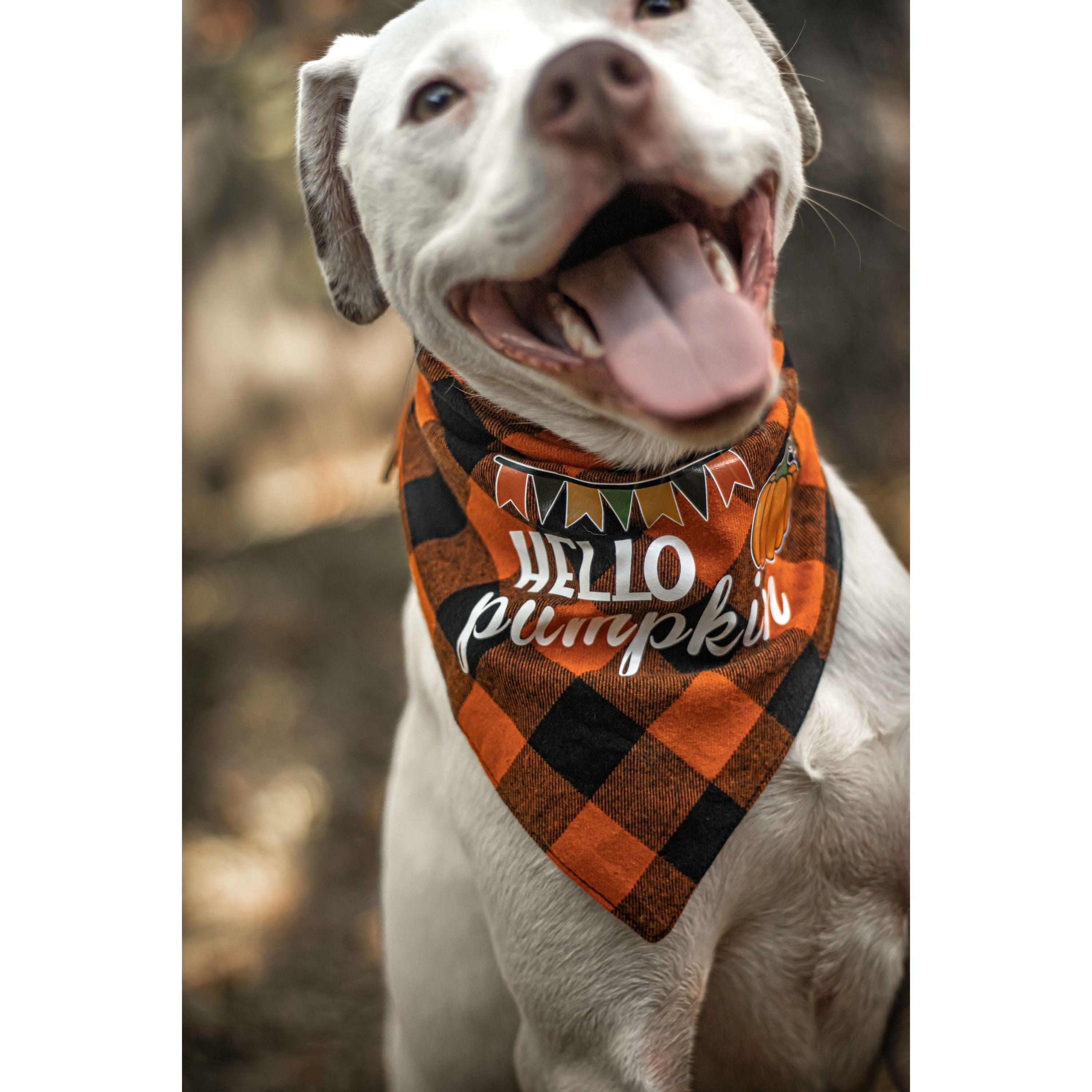 Julia Rose Halloween dog triangle collar scarf, Halloween dog bandana triangle style