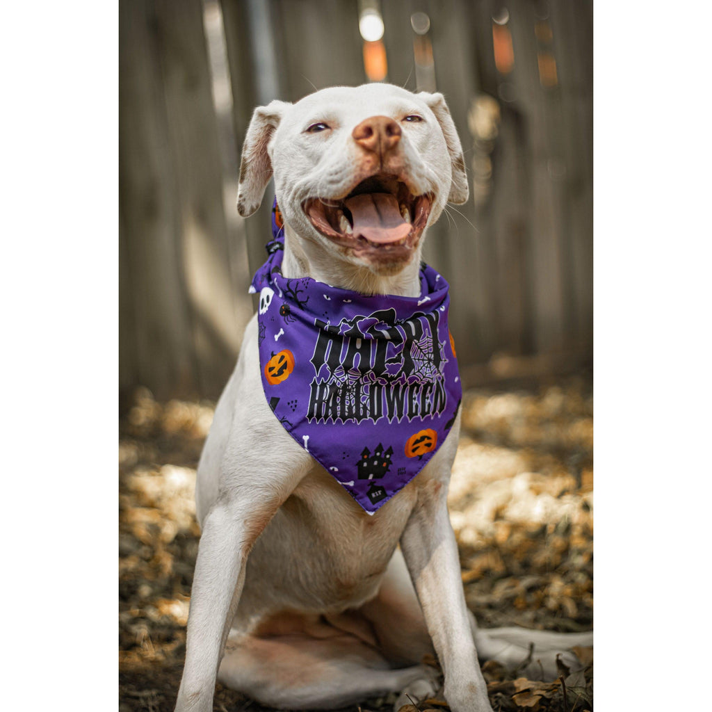 Julia Rose Halloween dog triangle collar scarf, Halloween dog bandana triangle style