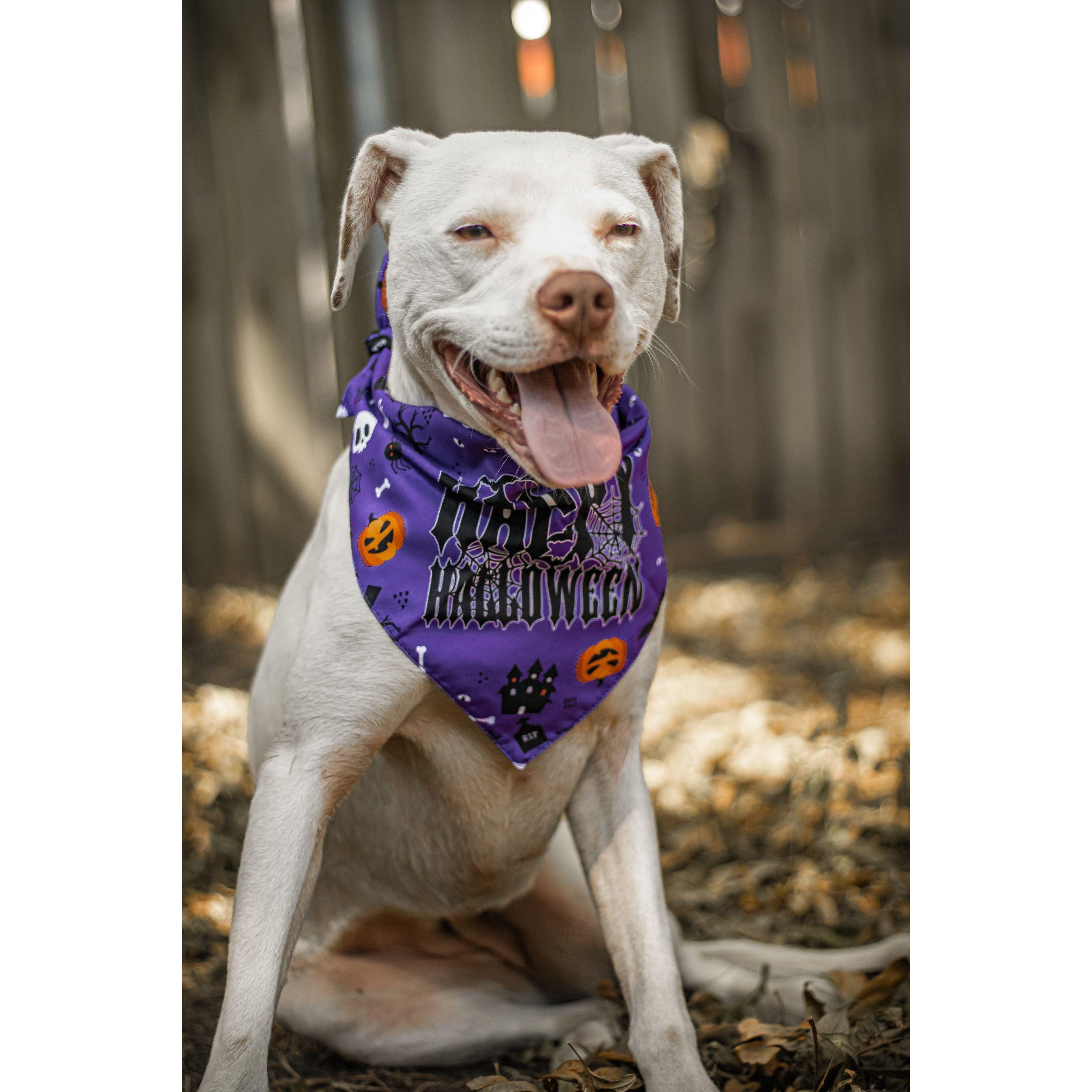 Julia Rose Halloween dog triangle collar scarf, Halloween dog bandana triangle style