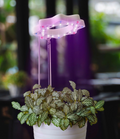 Seed N Sprout Bloomie Indoor Grow Light
