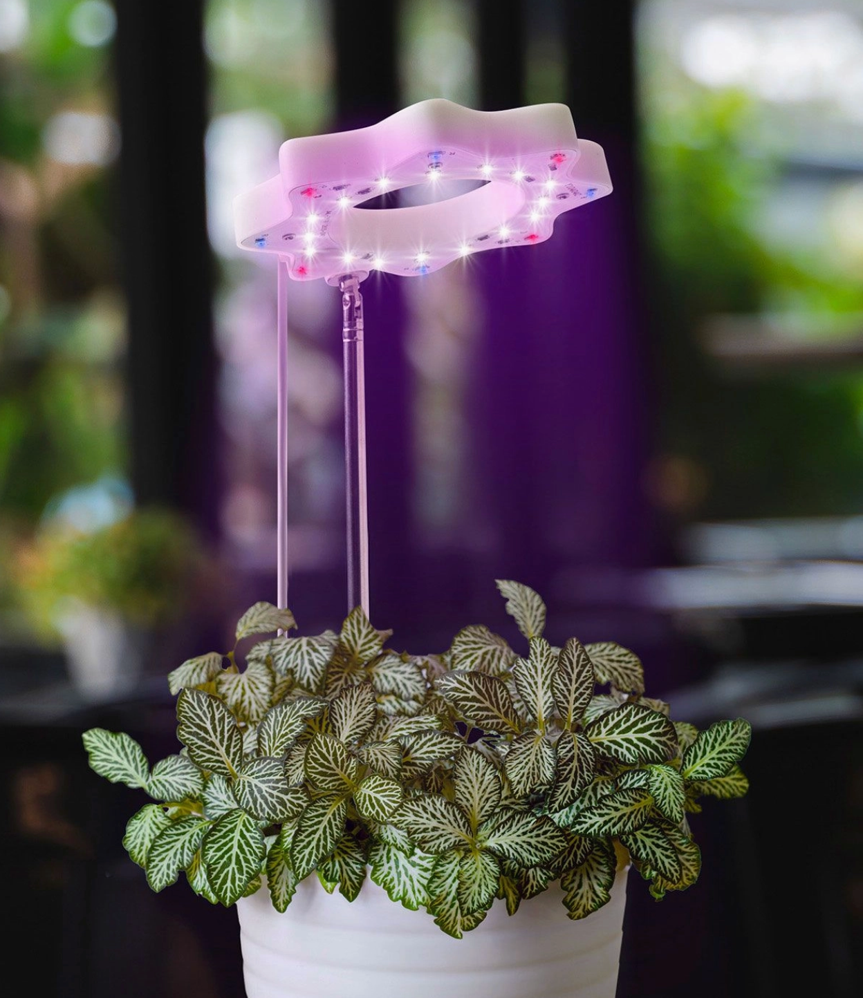 Seed N Sprout Bloomie Indoor Grow Light