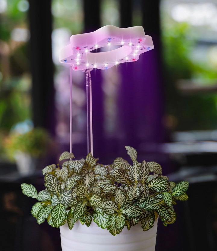 Seed N Sprout Bloomie Indoor Grow Light