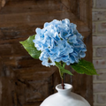 Blue Hydrangea Stem