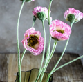 Pink Poppy Stem